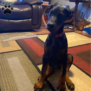 Hugo, Doberman Pinscher Puppy